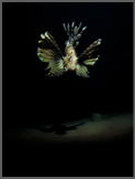 LionfishFishEye