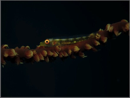 Whip Coral or Red Eye Goby_MacroWinner